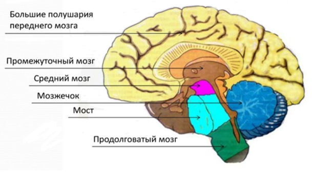 Строение головного мозга (МРТ) ‒ атлас анатомии человека в срезах