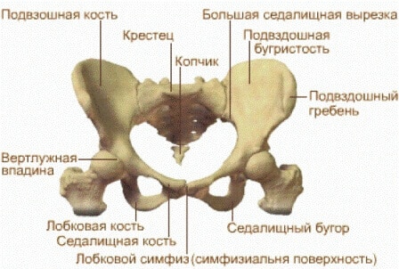 Картинки по запросу тазовый пояс