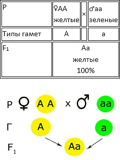 Скрещивание дигетерозигот при полном доминировании. Генетический символ дигетерозиготы. Расщепление по Менделю. Расщепление дигетерозигот. Скрещивание дигетерозигот расщепление по генотипу.