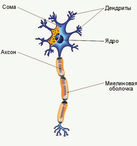 Миелиновая оболочка