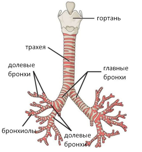 Урок по природоведению в 3 классе 