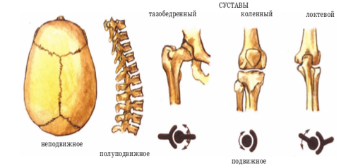 Беременность и симфизит