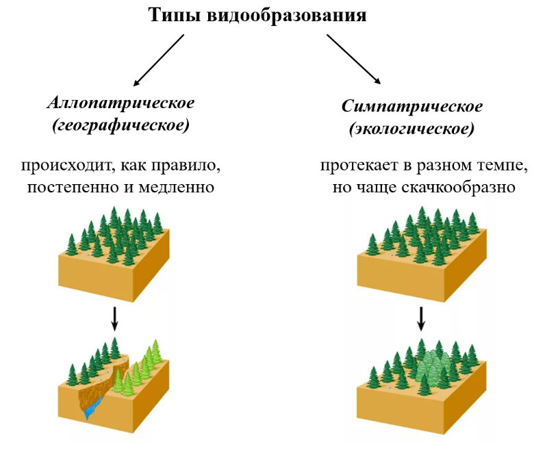 Пример экологического видообразования