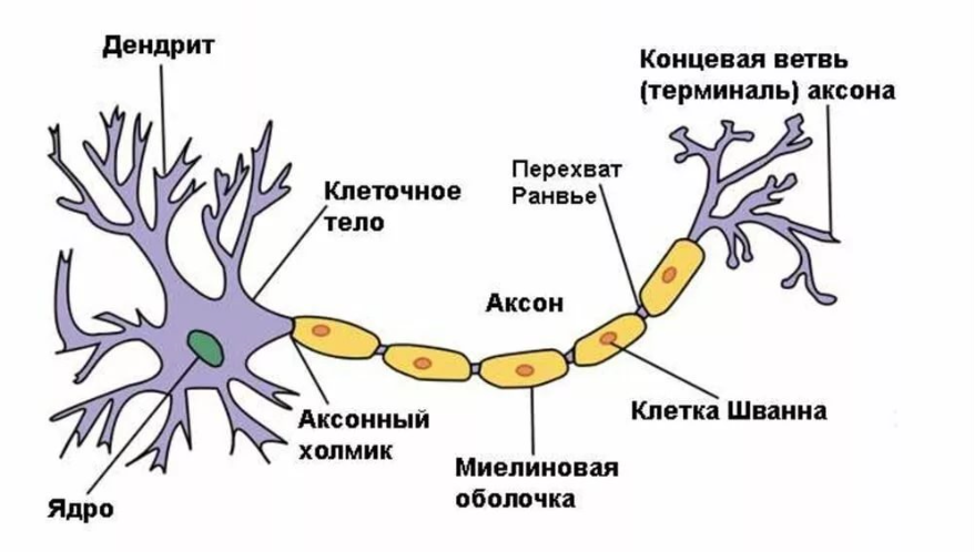 Строение и функции нервной системы. ЦНС — что это, определение и ответ