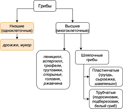 Дрожжи - это тоже грибы