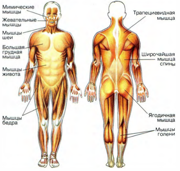 Рисунок скелетных мышц человека