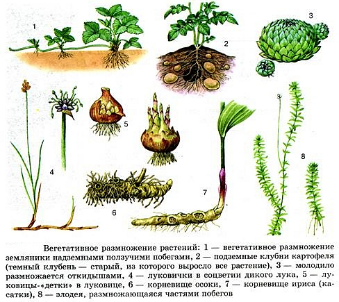 Размножение мха | Пикабу